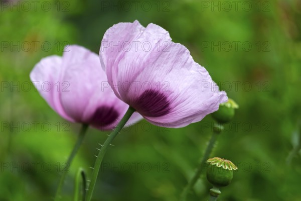 Opium poppy (Papaver somniferum), North Rhine-Westphalia, Germany
