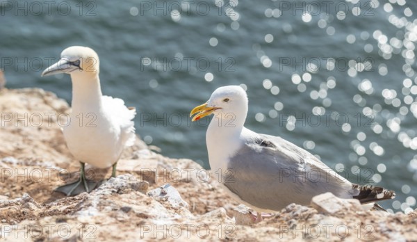 A herring gull (Larus argentatus), tagged, GPS transmitter on its back by scientists, research of flight routes, bird migration, habitat, behavioural research, ornithology, tagging, tagging, sits with open beak next to gannet (Morus bassanus, Syn.Sula bassana) on the red sandstone of the Lummenfelsen, sunny, bright coast, suspicious, view, the water of the North Sea with bokeh in the background, Lummenfelsen, North Sea island Helgoland, Schleswig-Holstein, Germany