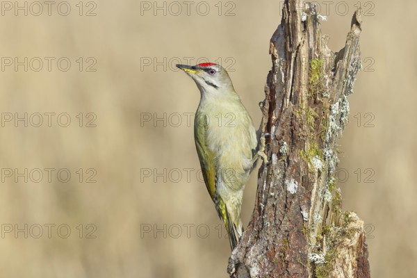 Grey-headed woodpecker (Picus canus), male sitting on a tree stump overgrown with moss and lichen, Wildlife, Woodpeckers, Birds, Nature photography, Wilnsdorf, North Rhine-Westphalia, Germany