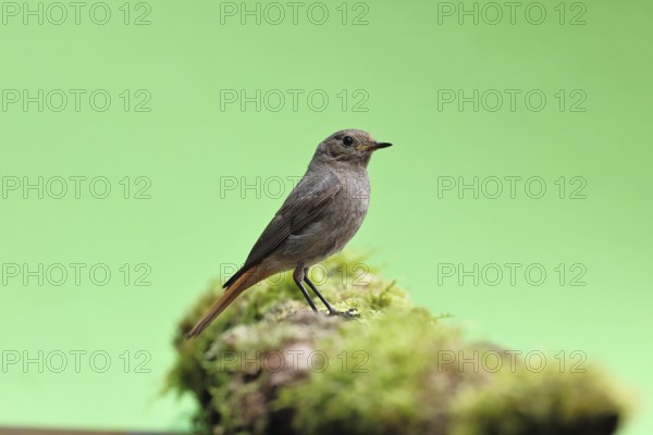 Black redstart (Phoenicurus ochruros), on a moss-covered tree stump in a garden, Wilnsdorf, North Rhine-Westphalia, Germany