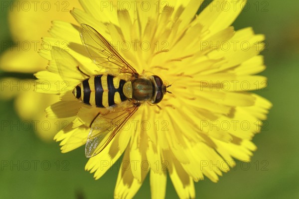 Garden hoverfly (Syrphus ribesii) on Hieracium lachenalii, Picris hieracioides (Picris hieracioides), close-up, Wilnsdorf, North Rhine-Westphalia, Germany