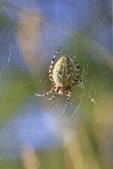 Aculepeira ceropegia, (Araneus ceropegia), macro photograph, spider, arachnid, Wilnsdorf, North Rhine-Westphalia, Germany