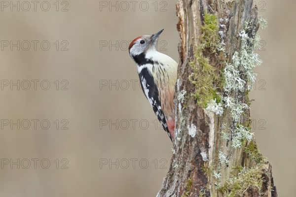 Middle spotted woodpecker (Dendrocopos medius) foraging on a tree stump overgrown with moss and lichen, Wildlife, Woodpeckers, Birds, Nature photography, Wilnsdorf, North Rhine-Westphalia, Germany