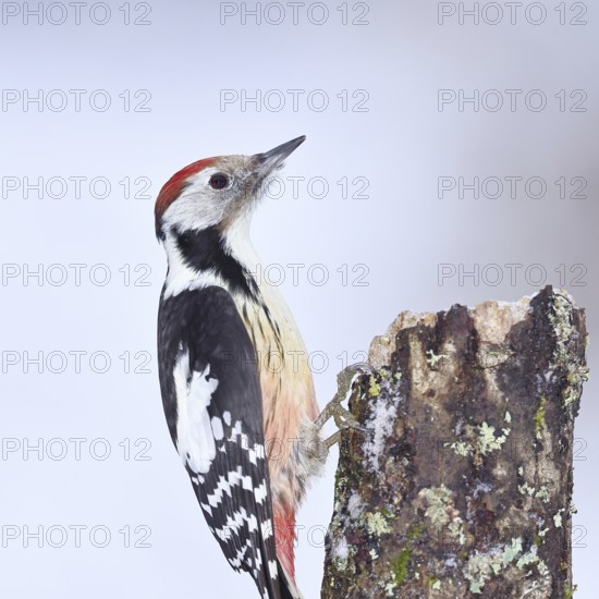 Middle spotted woodpecker (Dendrocopos medius) foraging on the trunk of a grey birch (Betula populifolia), animal portrait, Wilnsdorf, North Rhine-Westphalia, Germany
