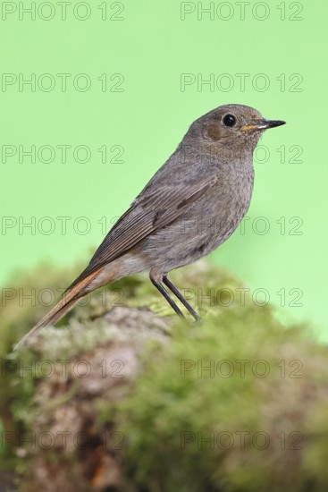 Black redstart (Phoenicurus ochruros), on a moss-covered tree stump in a garden, Wilnsdorf, North Rhine-Westphalia, Germany
