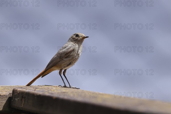 Black redstart (Phoenicurus ochruros), on a balcony, Wilnsdorf, North Rhine-Westphalia, Germany