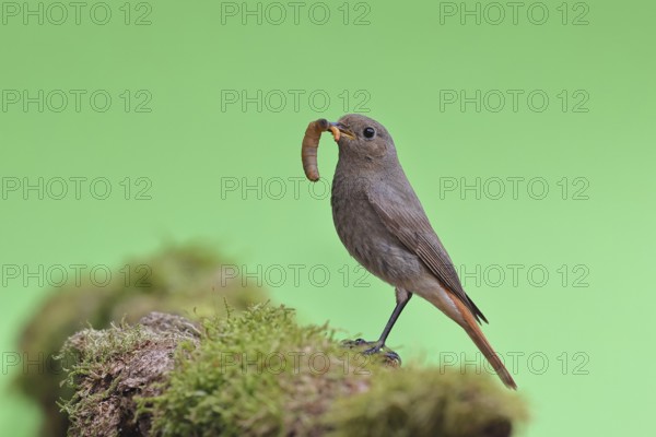Black redstart (Phoenicurus ochruros), with a caterpillar as prey in its beak on a moss-covered tree stump in a garden, Wilnsdorf, North Rhine-Westphalia, Germany