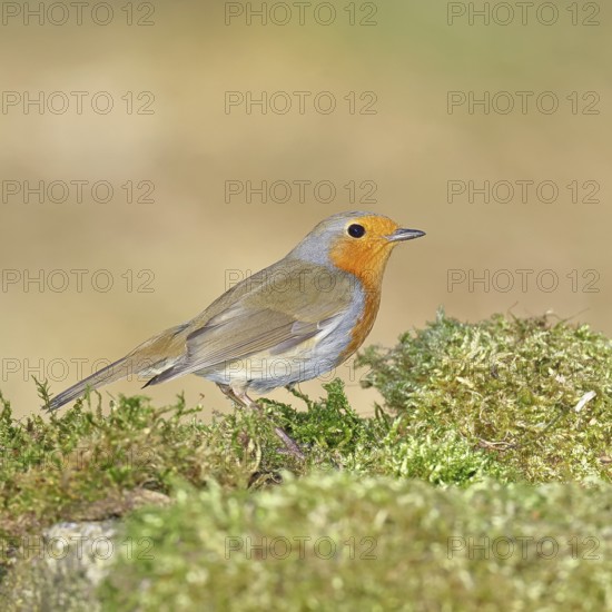 Robin (Erithacus rubecula), on mossy ground in the garden, Wilnsdorf, North Rhine-Westphalia, Germany