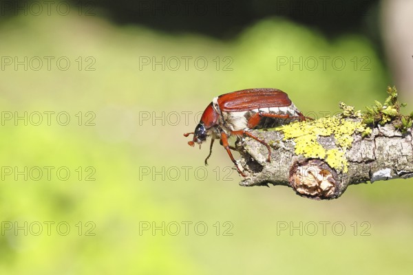 May beetle, wood cockchafer (Melolontha hippocastani), female, on a branch covered with lichen, close-up, Wilnsdorf, North Rhine-Westphalia, Germany