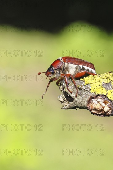 May beetle, wood cockchafer (Melolontha hippocastani), female, on a branch covered with lichen, close-up, Wilnsdorf, North Rhine-Westphalia, Germany