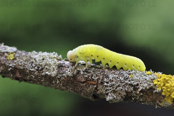 Birch Sawfly, Birch Button Hornworm Wasp (Cimbex femoratus), Birch Sawfly (Symphyta), Birch Button Hornworm Wasp, Larva crawling on a branch covered with lichen, Close-up, Other animals, Insects, Animals, Wilnsdorf, North Rhine-Westphalia, Germany