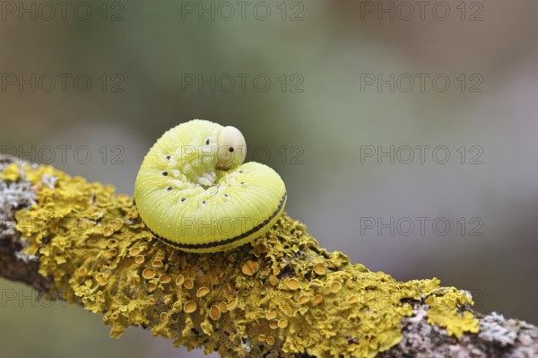 Birch Sawfly, Birch Button Hornworm Wasp (Cimbex femoratus), Birch Sawfly (Symphyta), Birch Button Hornworm Wasp, Larva curled up on a branch covered with lichen, Close-up, Other animals, Insects, Animals, Wilnsdorf, North Rhine-Westphalia, Germany