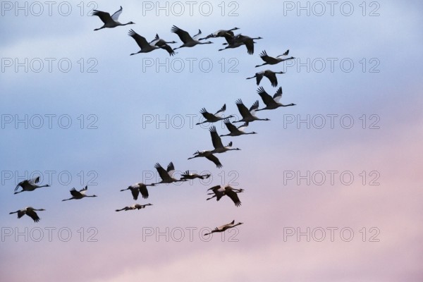 Cranes flying, grey crane (Grus grus), bird migration, evening sky, Rehdener Geestmoor, Diepholzer Moorniederung, Dümmer nature park Park, Diepholz, Lower Saxony, Germany