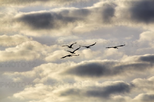 Cranes flying, grey crane (Grus grus), bird migration, silhouettes in the evening sky, Rehdener Geestmoor, Diepholzer Moorniederung, Dümmer nature park Park, Diepholz, Lower Saxony, Germany