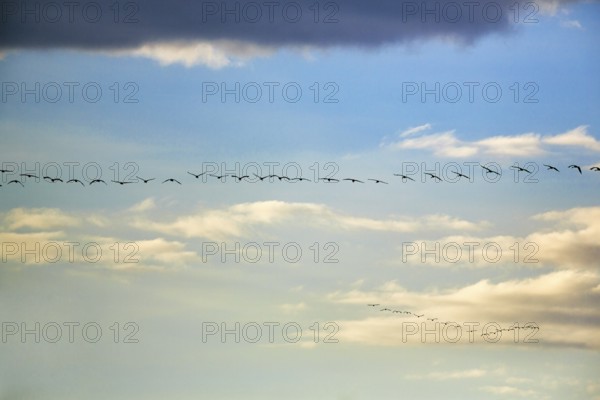 Cranes flying side by side, grey crane (Grus grus), bird migration in the evening sky, Rehdener Geestmoor, Diepholzer Moorniederung, Dümmer nature park Park, Diepholz, Lower Saxony, Germany