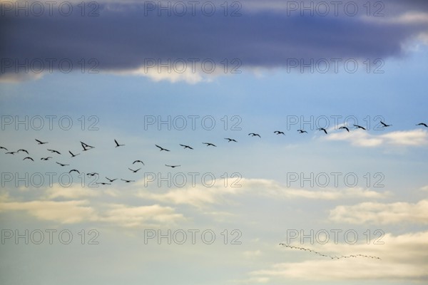 Cranes flying, grey crane (Grus grus), bird migration in the evening sky, Rehdener Geestmoor, Diepholzer Moorniederung, Dümmer nature park Park, Diepholz, Lower Saxony, Germany