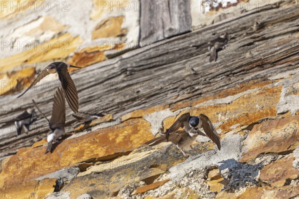 House martins fly lively in front of old house facade