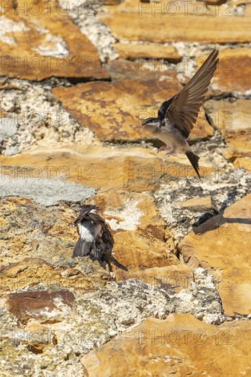 House martins fly lively in front of old house facade