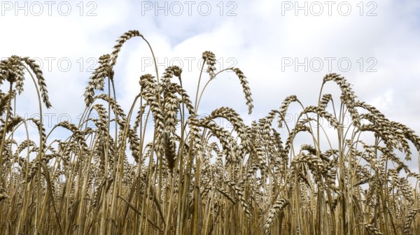 Wheat with ripe ears, Naumburg, 26.07.2025