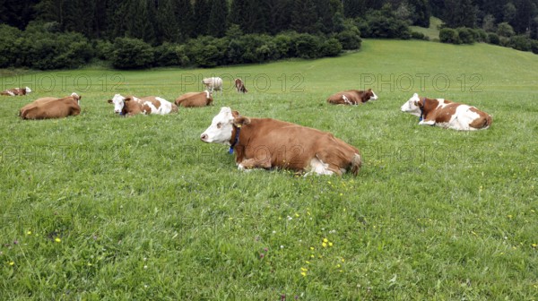 Cows lying in a meadow in the Allgäu, Pfronten, 30.07.2025