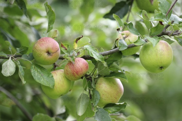 Apple tree (Malus domestica), Apple, Harvest, Garden, Germany, Little by little the apples ripen on the tree