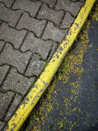 A detailed view of a worn yellow-painted curb next to a cobblestone path, surrounded by scattered flower petals and debris, showcasing urban nature's beauty and wear