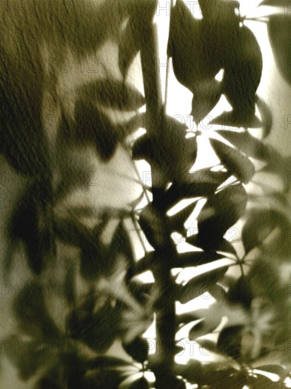 Soft afternoon light filters through leaves, casting intricate shadows on a textured wall. The natural decor adds a sense of calm to the indoor setting, inviting peace and relaxation