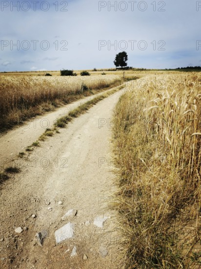 A winding dirt road meanders through expansive golden wheat fields, framed by a vast cloudy sky. A lone tree in the distance enhances the serene beauty of the rural landscape. France