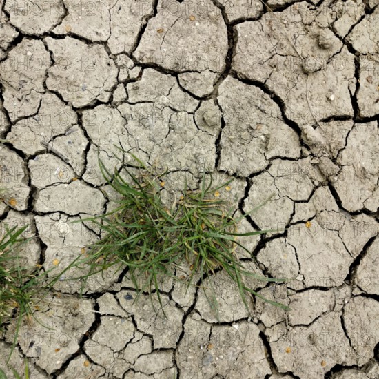 Dried cracked earth displays deep fissures, with a tuft of green grass emerging in the center, showcasing nature's resilience in harsh, arid conditions