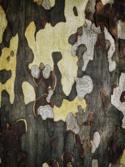 Intricate patterns of yellow, gray, and brown adorn tree bark, highlighting the natural beauty of forest textures. This close-up reveals the diversity and richness of woodland flora