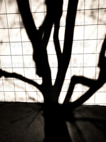 Intricate shadows from tree branches create an artistic design on a tiled surface as sunlight filters through the leaves, showcasing nature's beauty