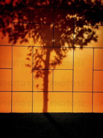 In the afternoon sunlight, a detailed shadow of a tree casts over a bright orange wall. The intricate shapes of branches create a stunning contrast against the vivid background