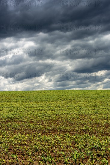 A green field of young corn shoots stretches across the landscape, Puy de Dome, Auvergne Rhone Alpes, France
