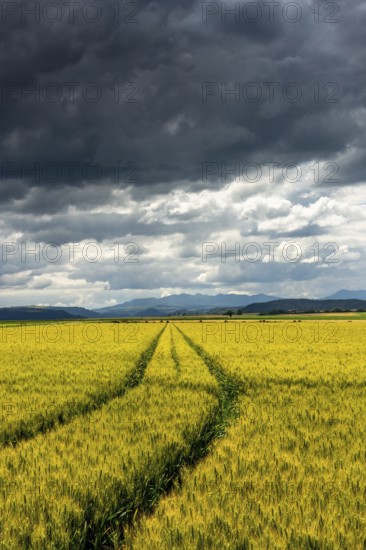A vast field of wheat stretches out under a sky filled with dark clouds. Puy de Dome, Auvergne Rhone Alpes, France