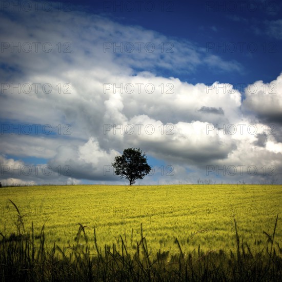 A solitary tree rises above a golden field under a dramatic sky filled with fluffy white clouds. The vibrant contrast highlights the beauty of nature in a serene setting. Auvergne. France
