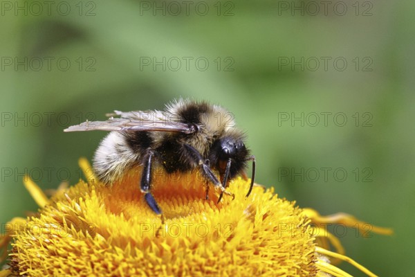 Forest bumblebee (Bombus sylvarum), collecting pollen on a yellow flower of a Great Telekie (Telekia speciosa), Wilnsdorf, North Rhine-Westphalia, Germany