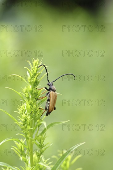 Red-necked buck (Stictoleptura rubra), male, on European goldenrod (Solidago), close-up, Wilnsdorf, North Rhine-Westphalia, Germany