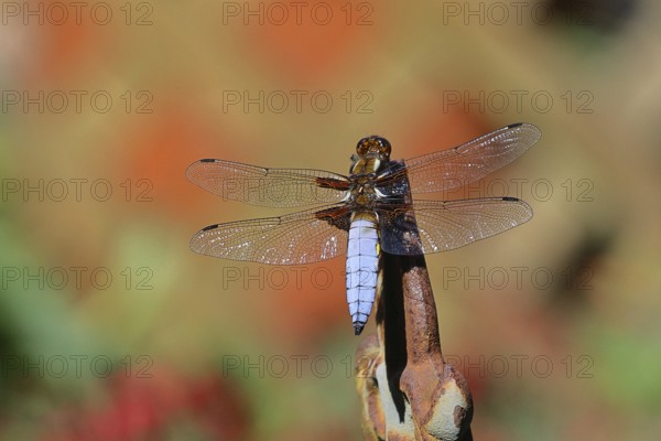 Flat-bellied dragonfly (Libellula depressa), male sitting on a fence top in the garden, close-up, Wilnsdorf, North Rhine-Westphalia, Germany