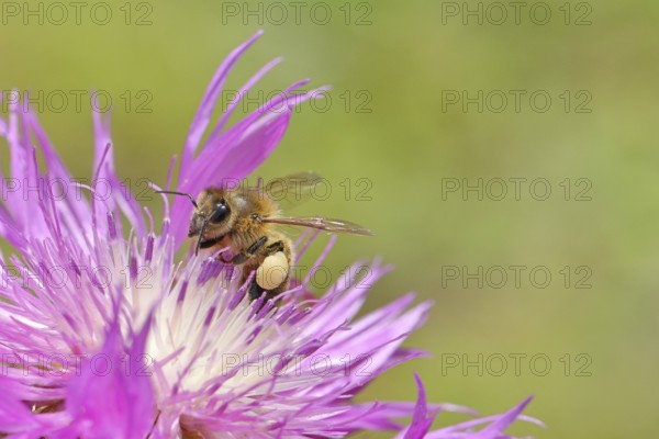 European honeybee (Apis mellifera), with pollen pellets, collecting nectar from a flower of the meadow knapweed or common knapweed (Centaurea jacea), macro photograph, Wilnsdorf, North Rhine-Westphalia, Germany