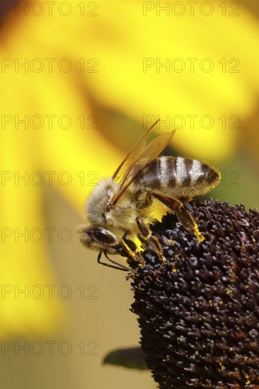 European honey bee (Apis mellifera), collecting nectar from a yellow coneflower (Echinacea paradoxa), macro photograph, Wilnsdorf, North Rhine-Westphalia, Germany