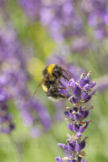 Ground bumblebee (Bombus terrestris), on a lavender flower (Lavandula angustifolia), macro photograph, bokeh in the background, Wilnsdorf, North Rhine-Westphalia, Germany