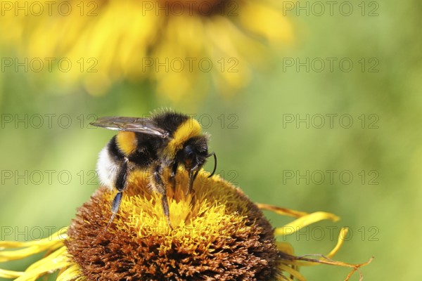 Earth bumblebee (Bombus terrestris), collecting pollen on a yellow flower of a Great Telekie (Telekia speciosa), Wilnsdorf, North Rhine-Westphalia, Germany
