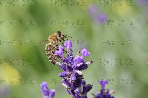 Honey bee (Apis mellifera) on a lavender flower (Lavandula angustifolia), macro photograph, Wilnsdorf, North Rhine-Westphalia, Germany