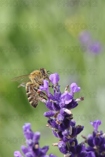 Honey bee (Apis mellifera) on a lavender flower (Lavandula angustifolia), macro photograph, Wilnsdorf, North Rhine-Westphalia, Germany