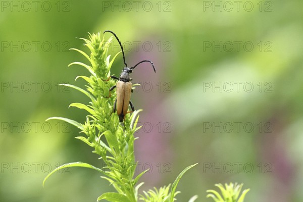 Red-necked buck (Stictoleptura rubra), male, on European goldenrod (Solidago), close-up, Wilnsdorf, North Rhine-Westphalia, Germany