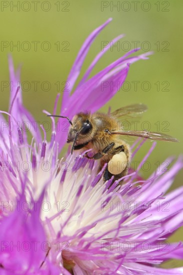 European honeybee (Apis mellifera), with pollen pellets, collecting nectar from a flower of the meadow knapweed or common knapweed (Centaurea jacea), macro photograph, Wilnsdorf, North Rhine-Westphalia, Germany