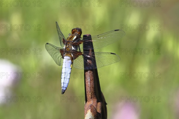 Flat-bellied dragonfly (Libellula depressa), family of damselflies (Libellulidae), male sitting on a fence top in the garden, close-up, Wilnsdorf, North Rhine-Westphalia, Germany