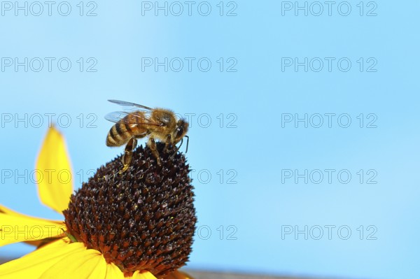 European honey bee (Apis mellifera), collecting nectar from a yellow coneflower (Echinacea paradoxa), in front of a blue sky, Wilnsdorf, North Rhine-Westphalia, Germany