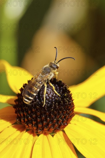 Yellow-banded furrow bee (Halictus scabiosae), on yellow coneflower (Echinacea paradoxa), macro photograph, Wilnsdorf, North Rhine-Westphalia, Germany