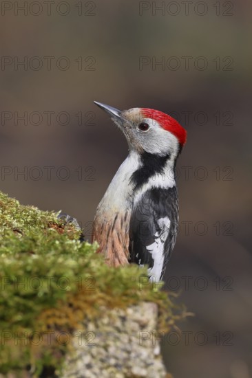 Middle spotted woodpecker (Dendrocopos medius) foraging on mossy ground in the forest, animal portrait, Wilnsdorf, North Rhine-Westphalia, Germany